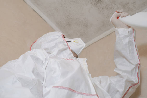 Best Post-Flood Mold Remediation in Paris, IL