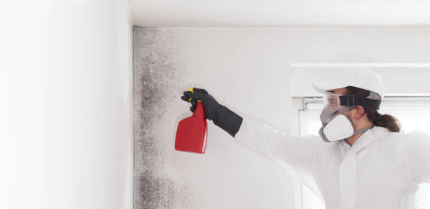 Best Emergency Mold Remediation in Paris, IL