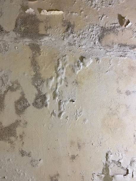Best Commercial Mold Remediation in Paris, IL