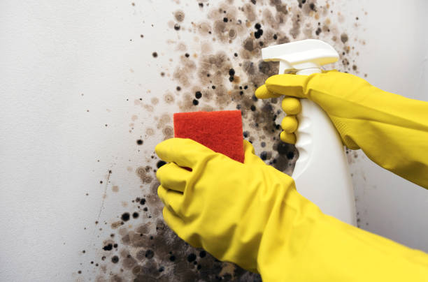 Best Kitchen Mold Remediation in Paris, IL